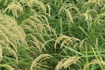 南粳8911水稻栽培技术要点，属半糯粳稻品种