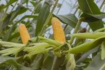 龙单116玉米栽培技术要点，在种植密度超过7万株/公顷时