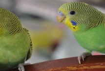 虎皮鹦鹉耳朵在哪里，在眼睛后面