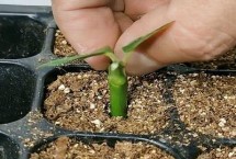 无性繁殖和有性繁殖的区别,无需通过受精过程的繁殖方法