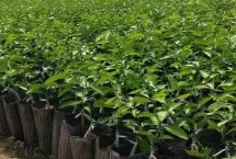 砧木苗培育，有砧木苗、嫁接苗、脱毒苗培育可选择