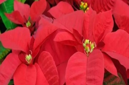 一品红能不能净化空气，可吸收有害气体并增加湿度