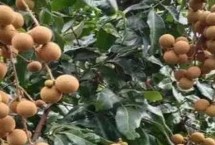 龙眼产地分布，广东等地