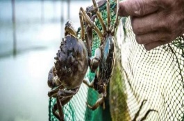 农村最适合养殖什么，可选择养殖泥鳅、蜜蜂等