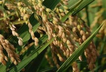 乾稻5号水稻栽培技术要点，全生育期162天