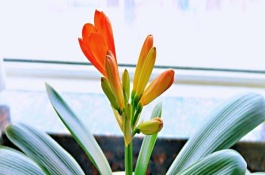 君子兰叶片腐烂怎么办，需要管控光照和浇水等