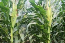 河玉397玉米栽培技术要点，中抗茎腐病
