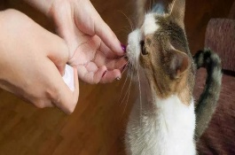 猫舔了体外驱虫药的后果，可能出现食欲不振、精神萎靡、呕吐腹泻等症状