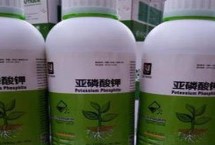 亚磷酸钾控旺效果，亚磷酸钾可抑制部分病害