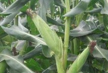 超龙玉168玉米栽培技术要点，种植密度为3500株/亩左右