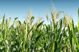 兆玉200玉米栽培技术要点，一次性播种全苗