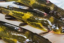 昂刺鱼哪里有毒，可食用而且能够入药