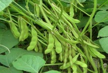 华研1号大豆栽培技术要点，全生育期104.9天