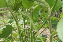 盐豆2号大豆栽培技术要点，适期播种