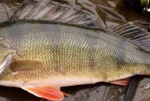 用手竿钓鲈鱼时的打窝方法，一般不用打窝、直接将活虾和小鱼作为钓饵即可