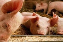 猪为什么会食欲不振及如何处理，可增喂青绿饲料或更改饲料配方