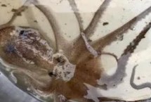 章鱼是群居动物吗，种类和分布均不同