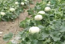 定植甜瓜后怎么管理，不同时期所用的肥料有区别