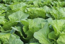 白菜生长周期，生长周期为55天左右