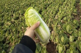 娃娃菜一亩能产多少斤，亩产量在12000-24000斤