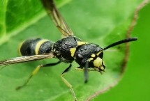 狗屎蜂蛰了怎么处理，因体色酷似狗屎的颜色而得名