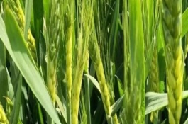 旺长苗头的麦田应该如何管理，容易遭受冻害还容易发生病虫害