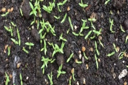 香菜籽怎么种出苗快，根据当地的气候环境选择合适的品种