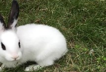 家兔养殖技术，皮癣可使用灰黄霉素