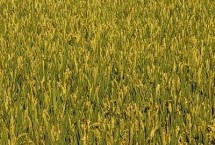 中浙优15水稻栽培技术要点，一般亩种田播种量5－10千克