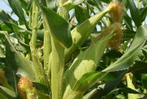 嫩单22玉米栽培技术要点，种植密度不宜过大