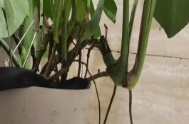 龟背竹怎么长成老桩，可以直接剪除