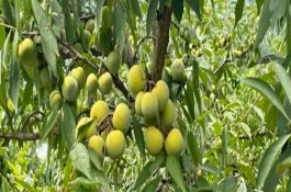 李子开花后怎么保果，增加光照、修剪枝条、排出多余水分均可避免掉果