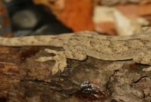 壁虎的生活习性，通常为5-10年