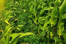 德禄118玉米栽培技术要点，在适应区5月1日左右播种