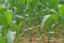甘鑫1111玉米栽培技术要点，中抗丝黑穗病