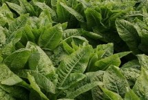 莴笋膨大期要如何管理，播种前需先把苗床浇湿浇透再播种