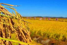 珍两优2056水稻栽培技术要点，一般4月下旬至5月中旬播种