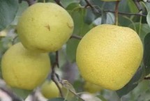 河北赵县的特产，雪花梨栽培历史悠久