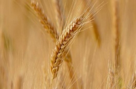 克春17号小麦栽培技术要点，比对照品种垦九10号早熟3天