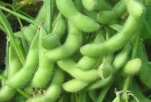 周豆34号大豆栽培技术要点，耐密型夏大豆品种