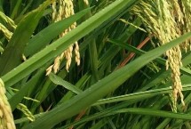 川康优2115水稻栽培技术要点，3月上旬至4月初播种