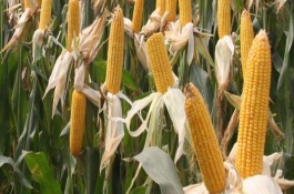 哈丰4号玉米栽培技术要点，在适应区5月中旬播种