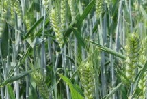 洛旱33小麦栽培技术要点，半冬性品种