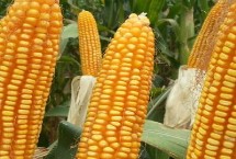 F2817玉米栽培技术要点，中早熟品种
