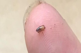 鸡跳蚤怕什么气味，跳蚤是寄生性昆虫可以跳到人身上