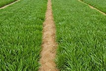 春小麦种植注意事项，抗旱抗寒能力不同