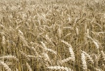 中麦886小麦栽培技术要点，该品种属冬性优质品种