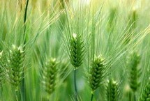 宁紫麦160小麦栽培技术要点，自然发病鉴定中抗赤霉病