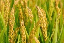 龙粳2305水稻栽培技术要点，该品种主茎11片叶