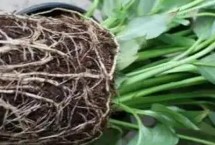 白掌烂根怎么办，根据烂根的程度来选择处理方式